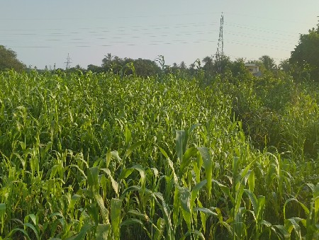 લીલી જુવાર
