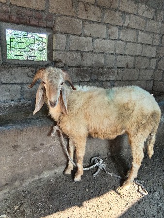 14 મહિનાનો ઘેટો વેચવાનો છે