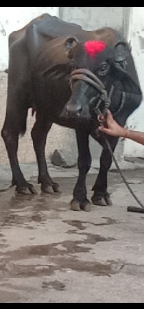 ભેંસ વેચવાનું છે 1 છે