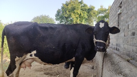 ગાય આપવાની છે