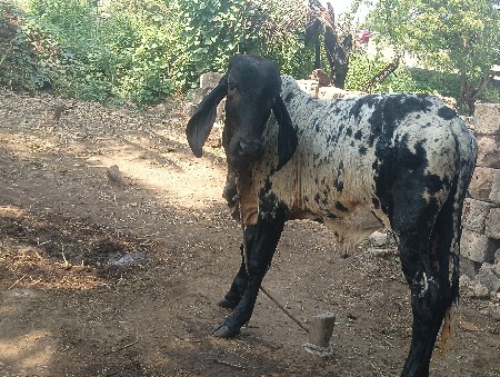 ગીર વાછડી વેચવાની છે