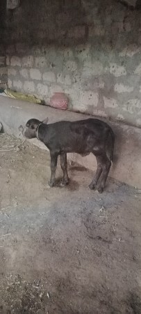 ભેશવેશવાનીછેશોથુવેતરવિયાણીછે