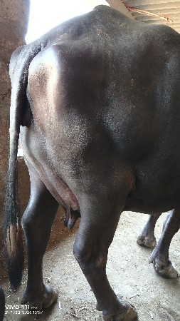 વારોતરીયા લખમણ વજશીભાઈ