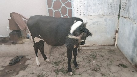 વાછડી વેચવાની છે