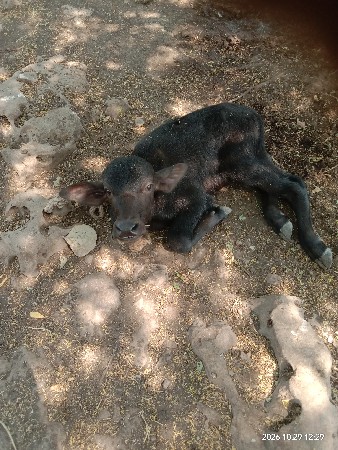 2 ભેસો વેચવા ની છે