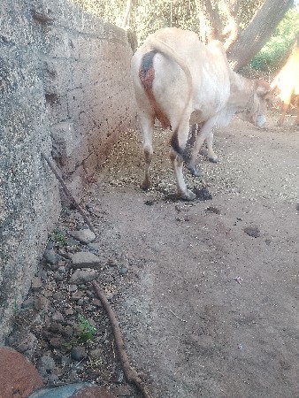 હોડકીવેચવાનીછેપેલુવેતર