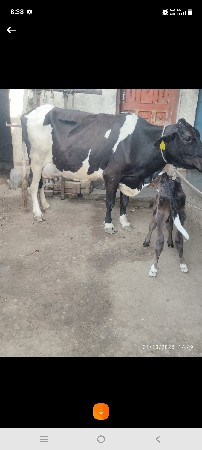 ત્રણ ગાયું વેચવાની છે