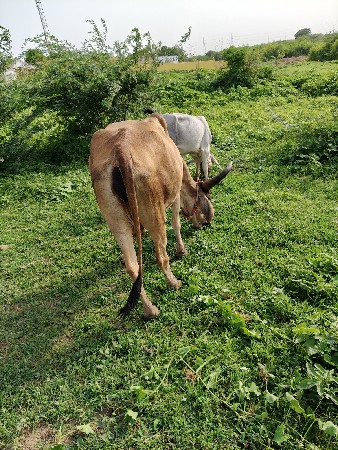 કાંકરેજ મિક્સ ગાય