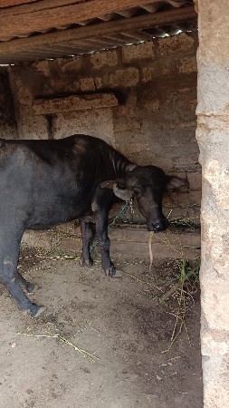 પાડી વેચવાની છૅ