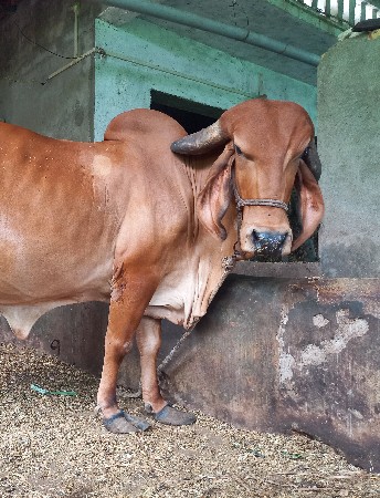 gay vechvani se