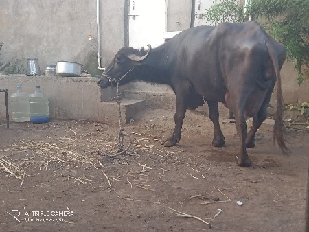 ભેંસ વેચવાની છે