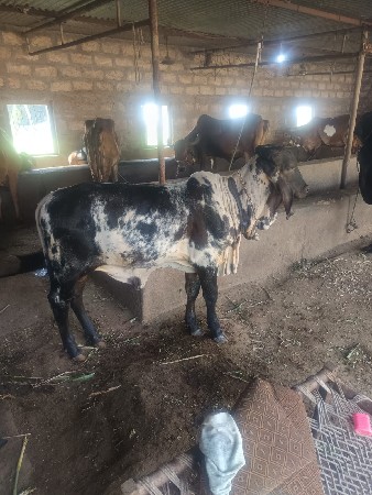 યોરીજલ ગીર વાસરી સે