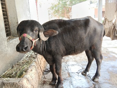 ખડેલી વેચવાની છે