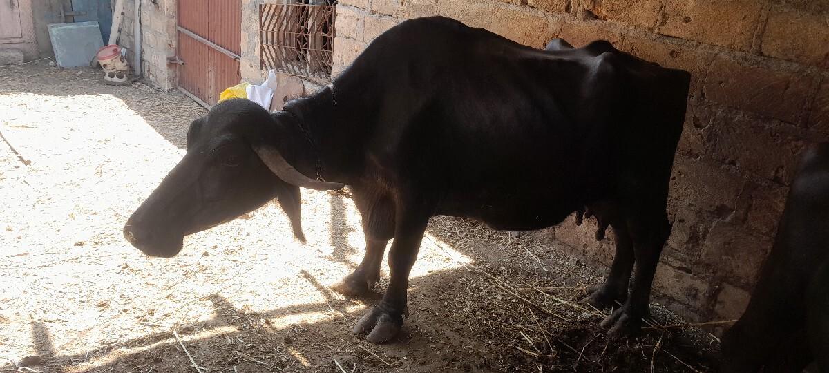 3 આશરી ભેશ