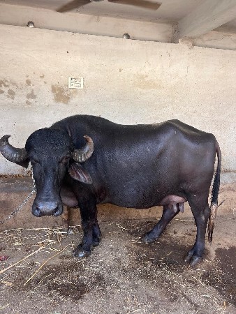 ભેસ વેચવાની છે