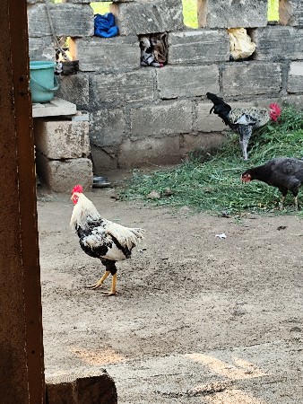 2 desi murgha