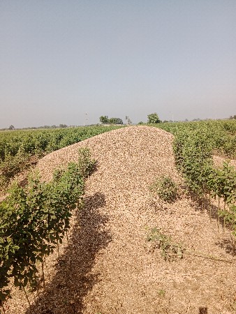 આઠ વીઘા નું છે