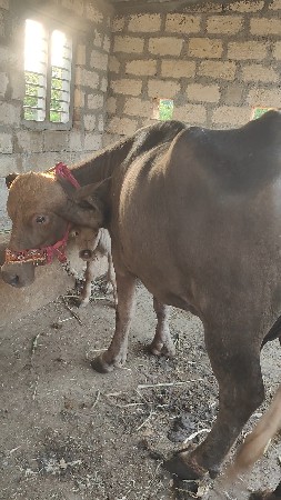 ભુરી ખડેલી બીજું વેતર વ્યાલ