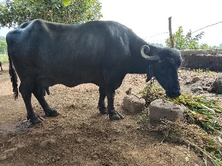 ભેંસ