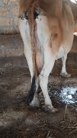 S.F.ગાય વેચવાની છે