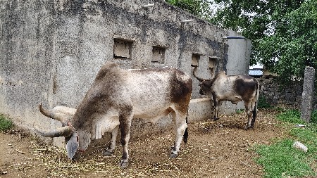 બળદ વેચવાના છે