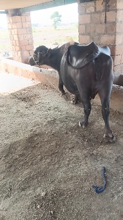 ભેંસ