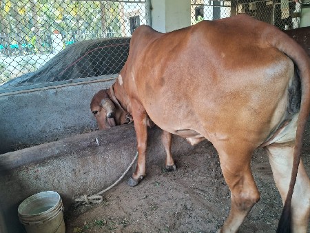 ગાય આપવાની સે