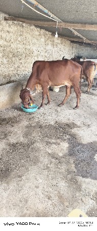 ગીર ગાય વેચવા ની છે