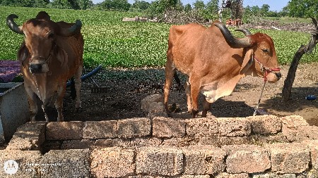 બળદ વેચવાના છે