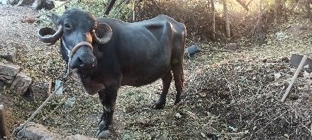 ભેંસ વેચવાની છે
