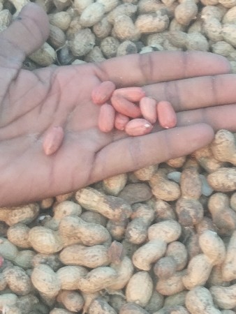 મગફળી