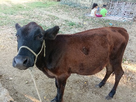 વેચવાની છે