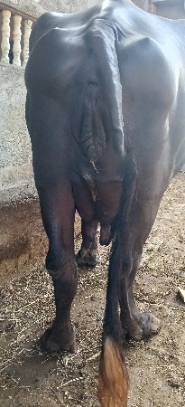 ભેંશ વેચવાની છે