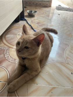 Cat 1 cot