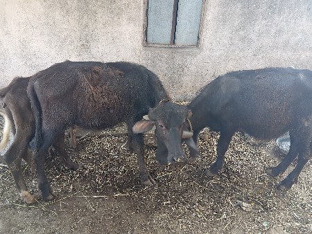 પાડા વેશવાના છે બે