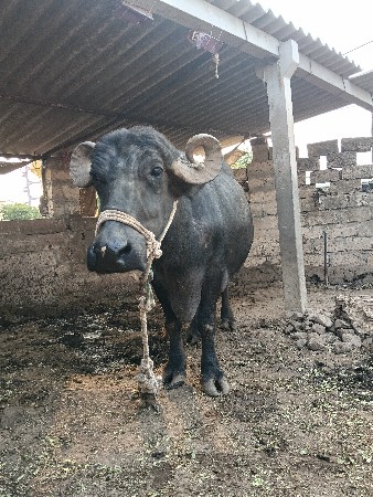 ભેંસ વેચવાની છે