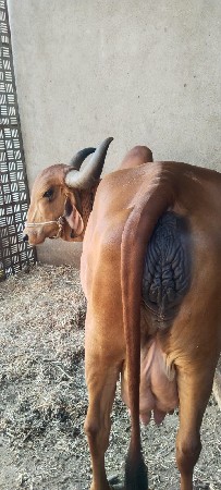 ગાય વેચવાની છે