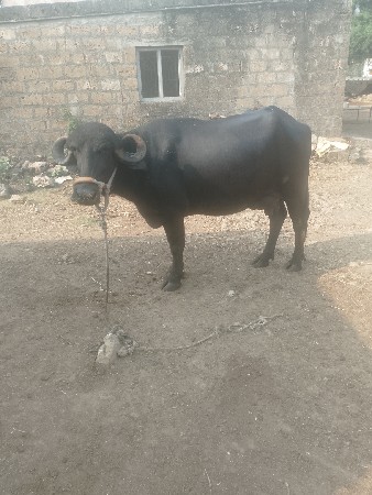 ભેંસ વેચવાની છે