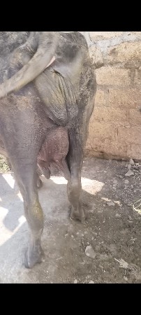 ભેંસ વેચવાની છે