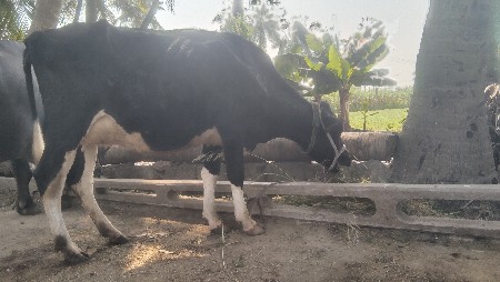 hf    ગાય