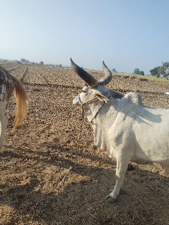 2 vetar viyase