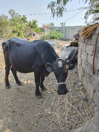 દસમા બસ દસમા મહિના