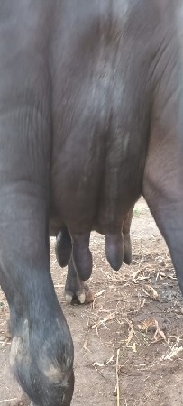 ભેંસ વેચવાની છે