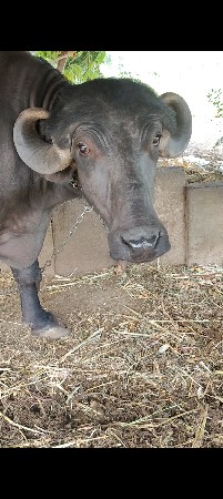 ટોપલી જાફરાબાદી ભેંસ