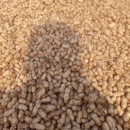 વરદાન મગફળી વેચવાની છે