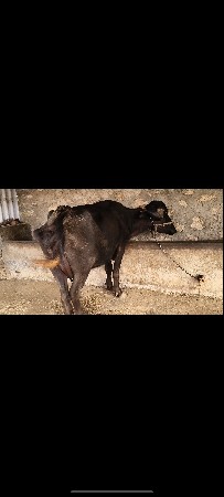 ભેંસ વેચવાની છે