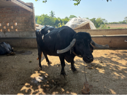 ભેંસ વેચવાની છે