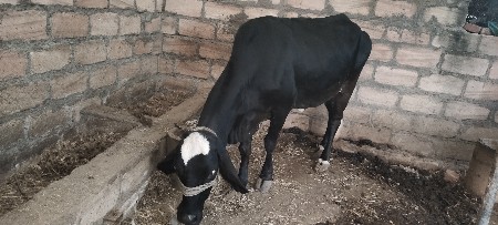 ગાયવેસવાનિ છે
