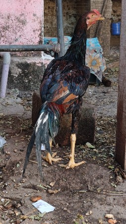 અસીલ મુરઘો વેચવાનો છે
