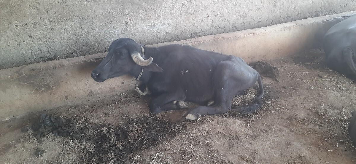 પાડી